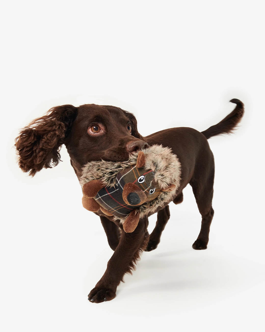 Barbour Dog Hedgehog