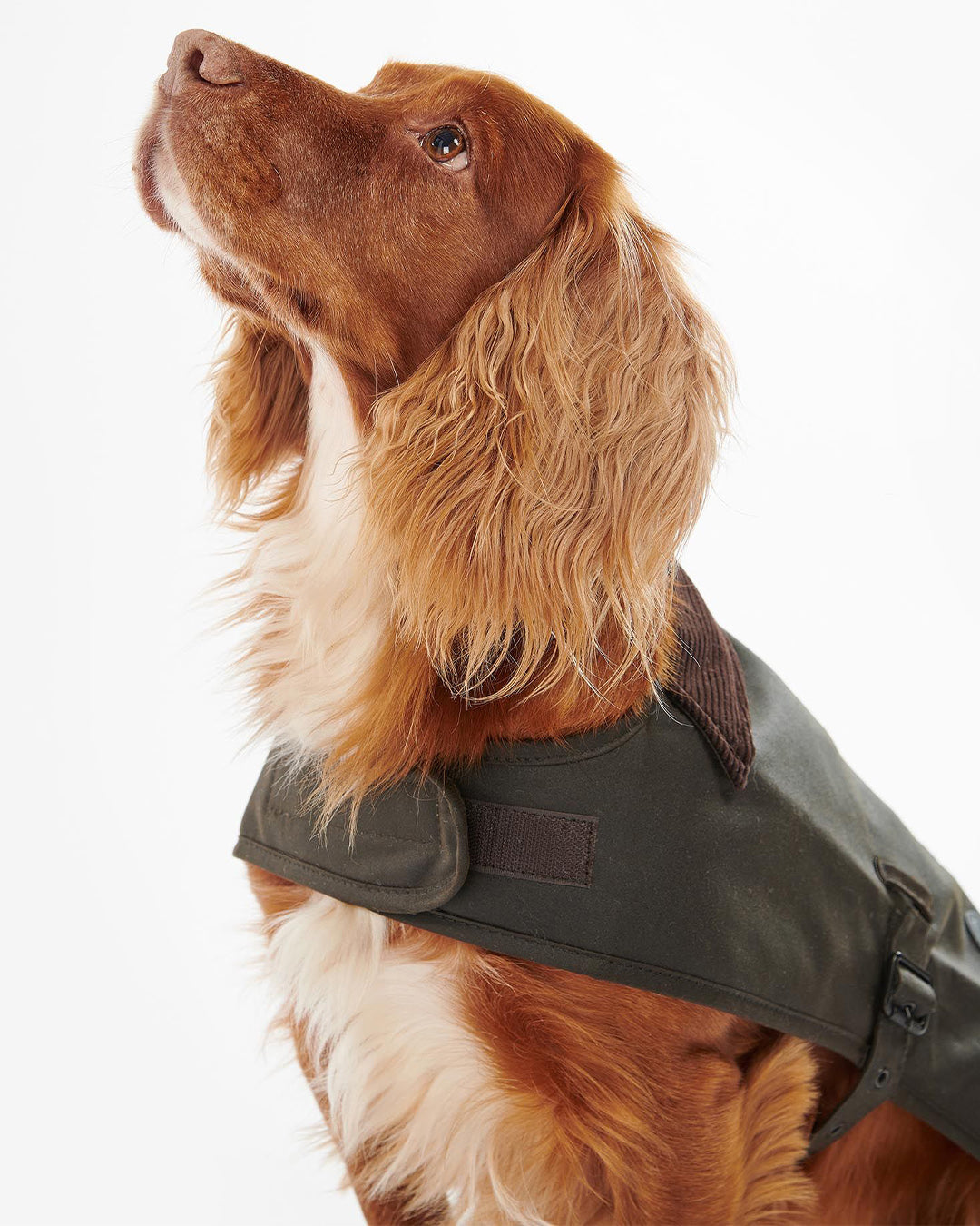 Barbour Wax Dog Coat