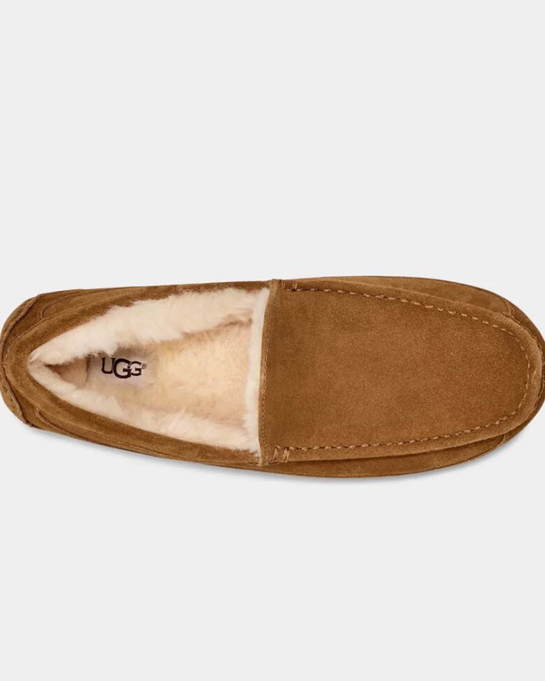 UGG M Ascot